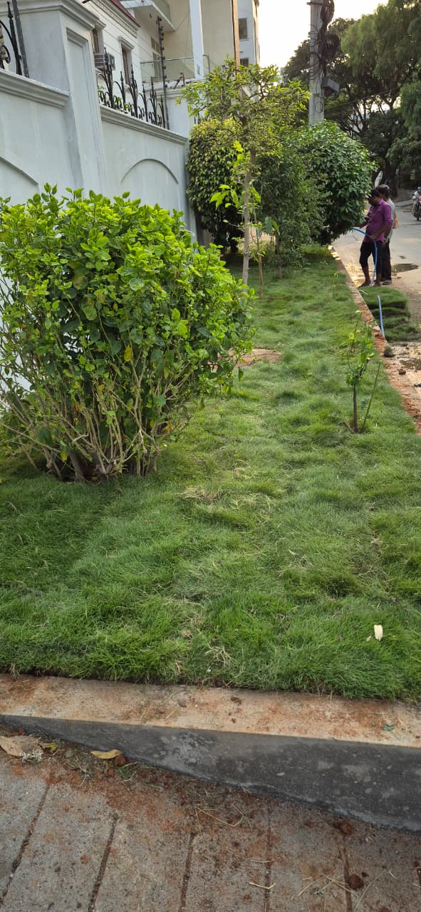 New lawn outside